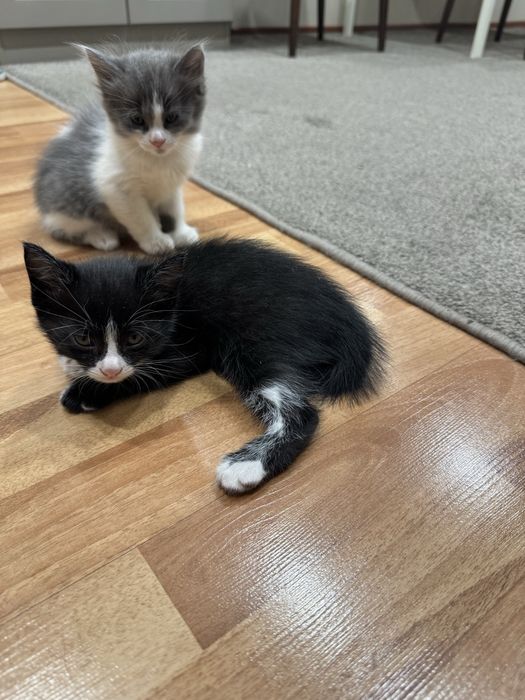 Милые домашние котята