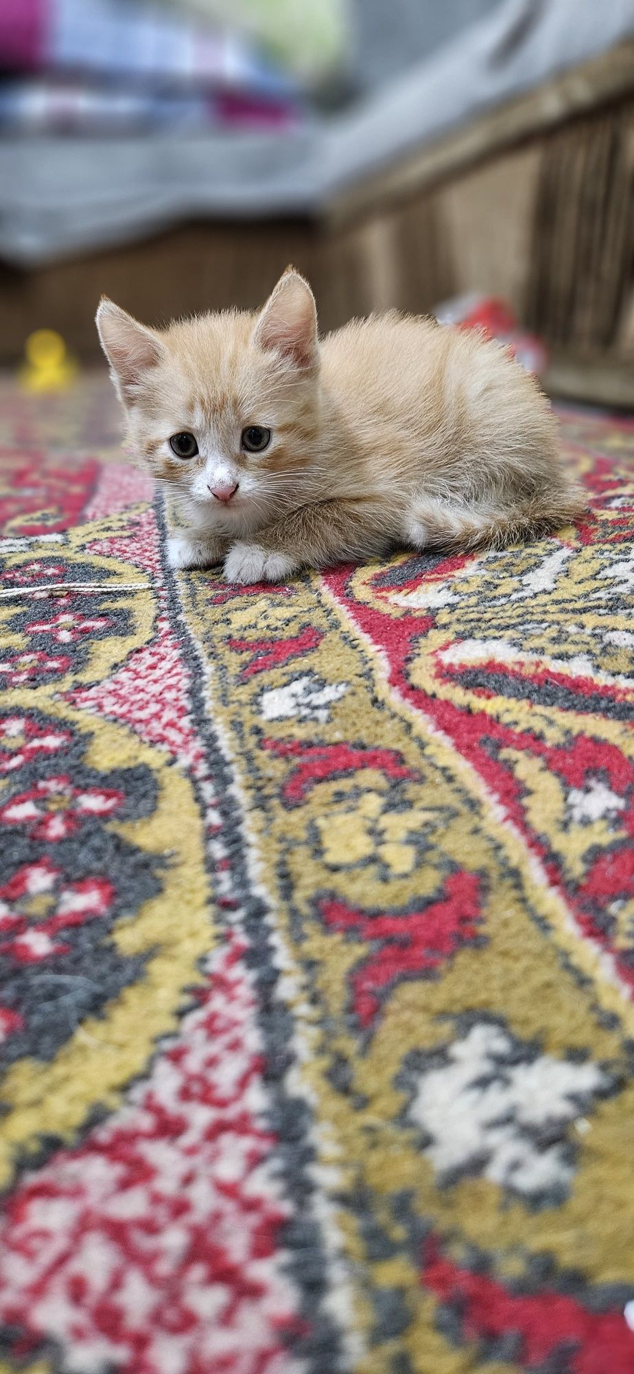 Отдам котят 2 месяца