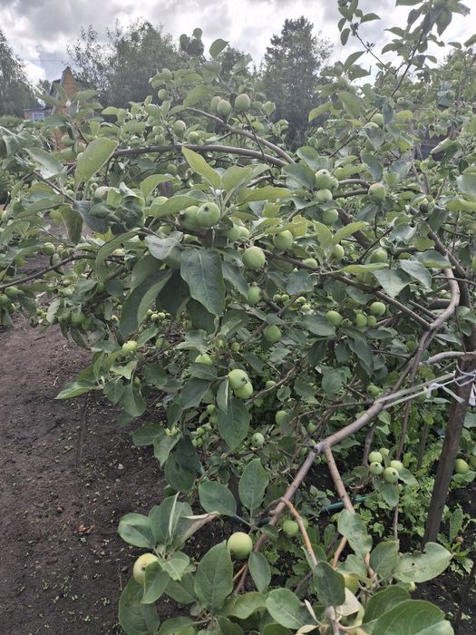 Продам дачу в с/о Буревестник