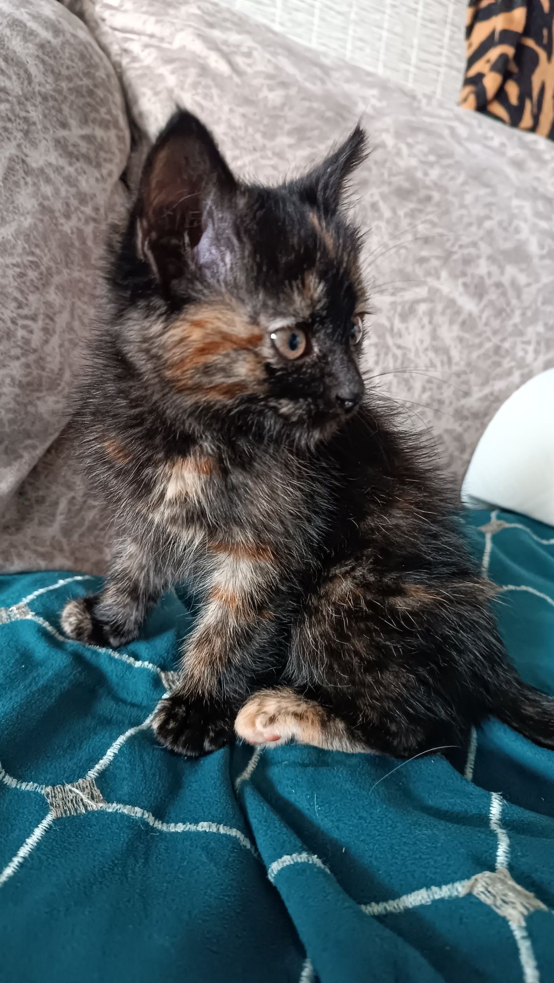Котенок девочка 2мес