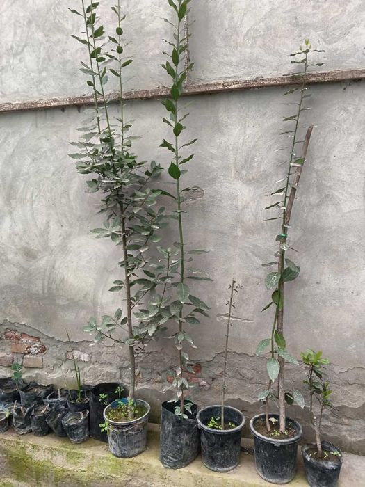 Лавр дарахти сотилади (Лавр благордный, Дафна) 25 см дан 2 м гача