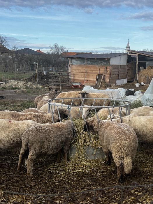 Berbecut rasa tigaie