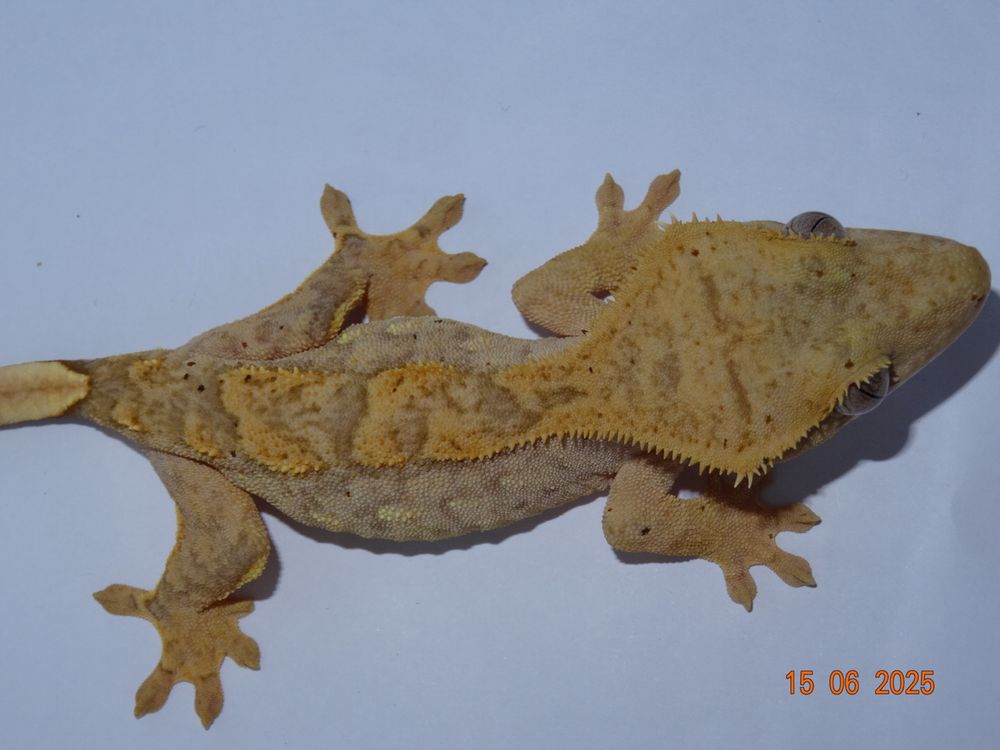 Ресничест бананояден гекон/Crested gecko
