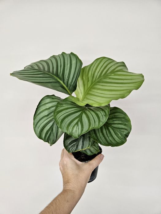 В продаже калатеи разных сортов