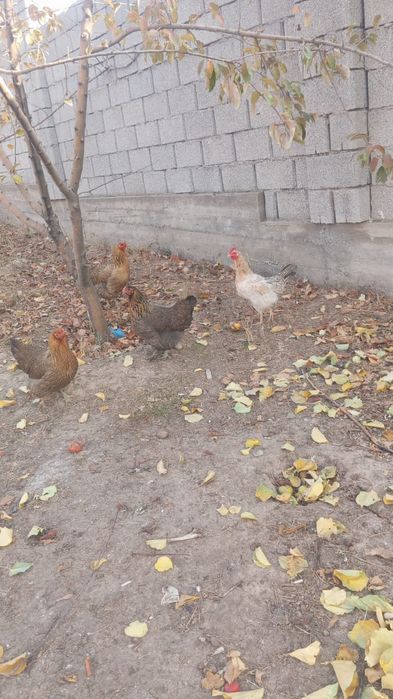 Жас тауыктар Багасы 2500