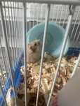 Hamster cu tot cu cusca 60 de lei