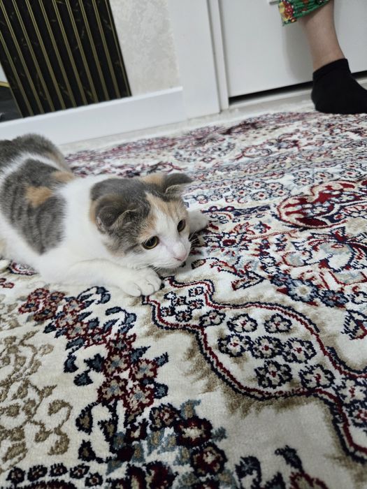 Отдам котёнка (шотландская вислоухая)
Милая и очень ласковая девочка,