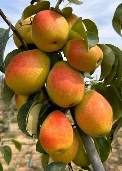 Pomi fructiferi COLUMNARI Anul 3 de vegetație direct de la PRODUCĂTOR