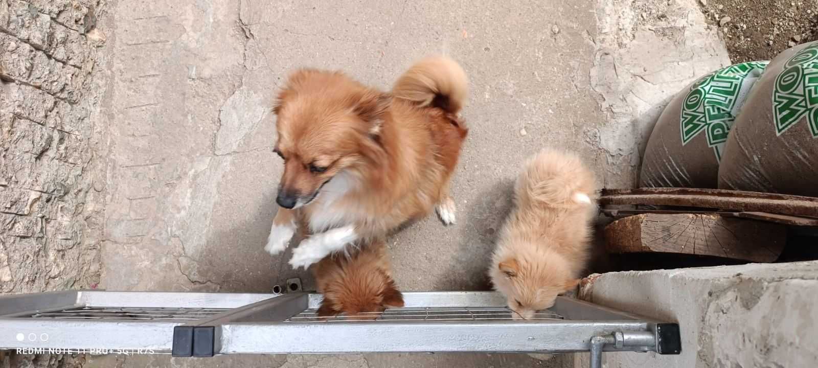 Продава се женски мини шпиц
