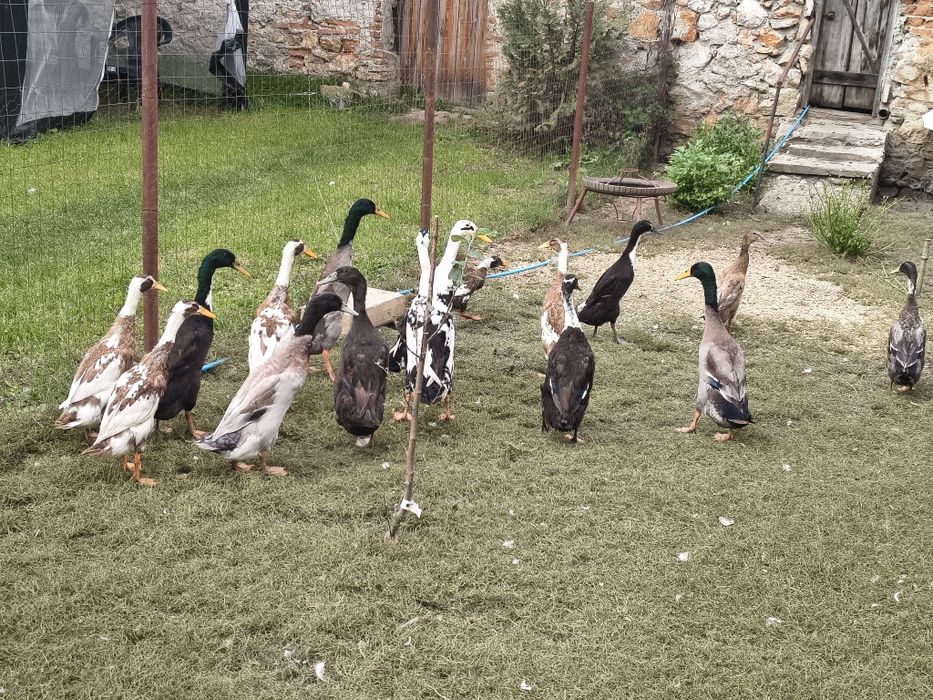Vând sau schimb 3  rățoi indieni alergători și 3 cocosi australorp