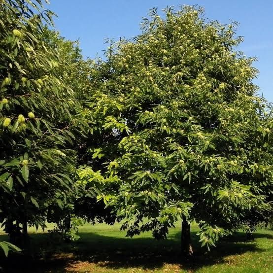 ЯДЛИВ КЕСТЕН – (дръвчета)