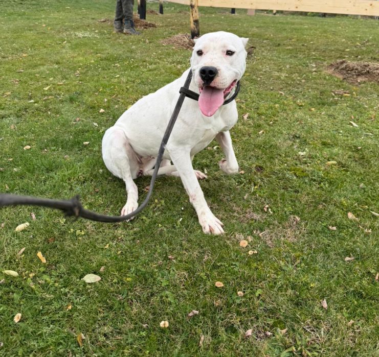 Donez femala Dog Argentinean