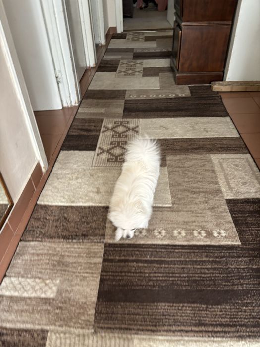 Pomeranian Mascul 8 luni