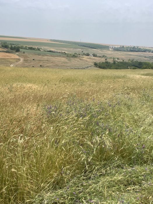 Vand/inchirie teren extravilan pentru parc fotovoltaic zona medgidia ,