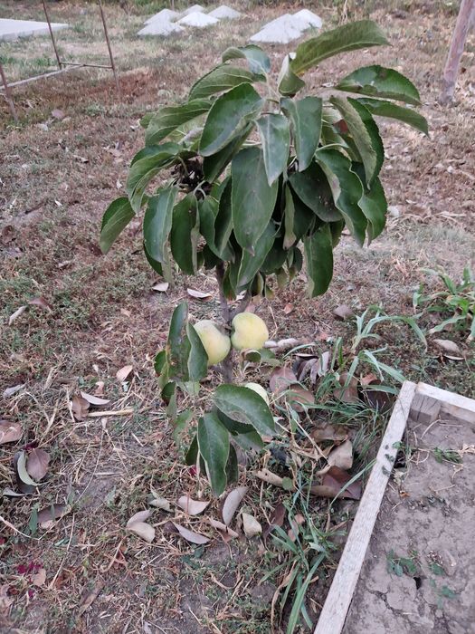 Pomi fructiferi.