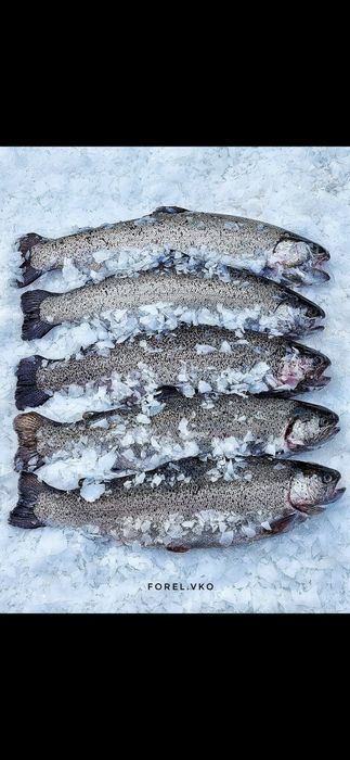 Свежая форель, икра,морепродукты, пресервы