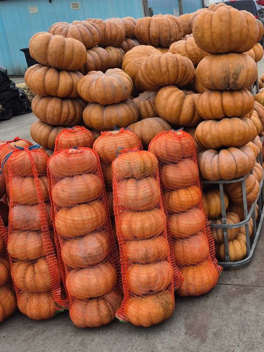 Vand dovleci de halloween si de placinta