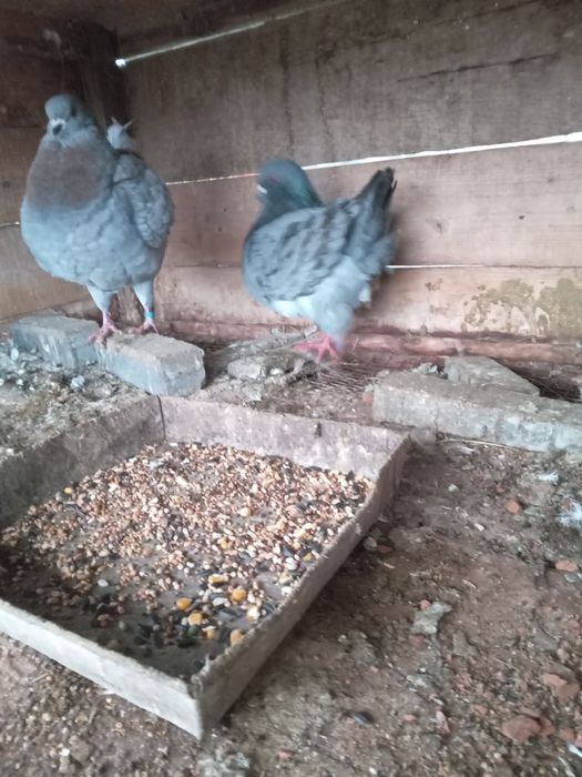 Kingi perching tineri