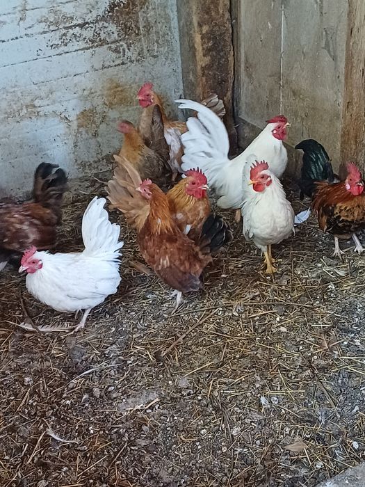 Vând cocoșei pitici