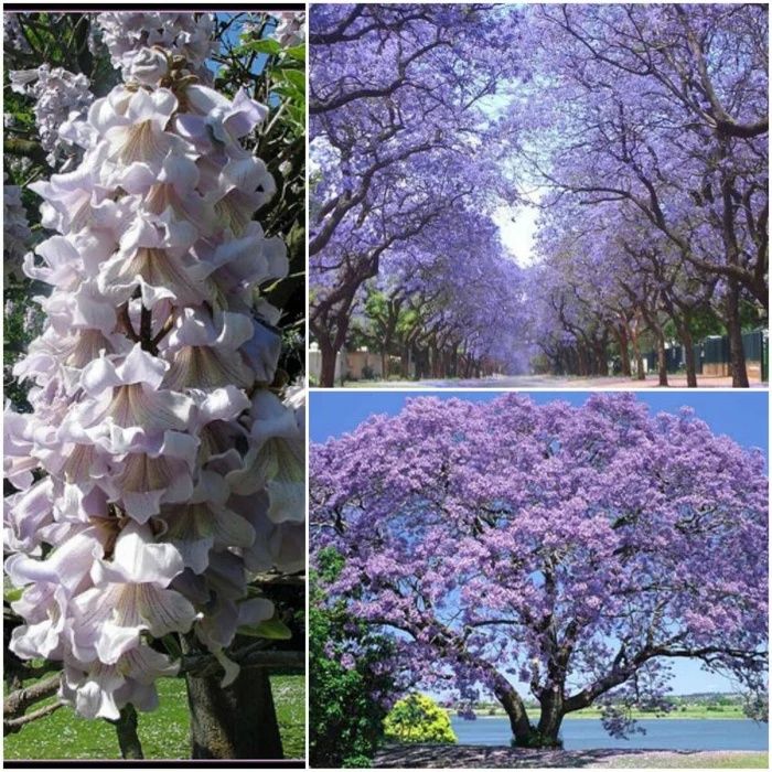 Paulownia butasi. Producator