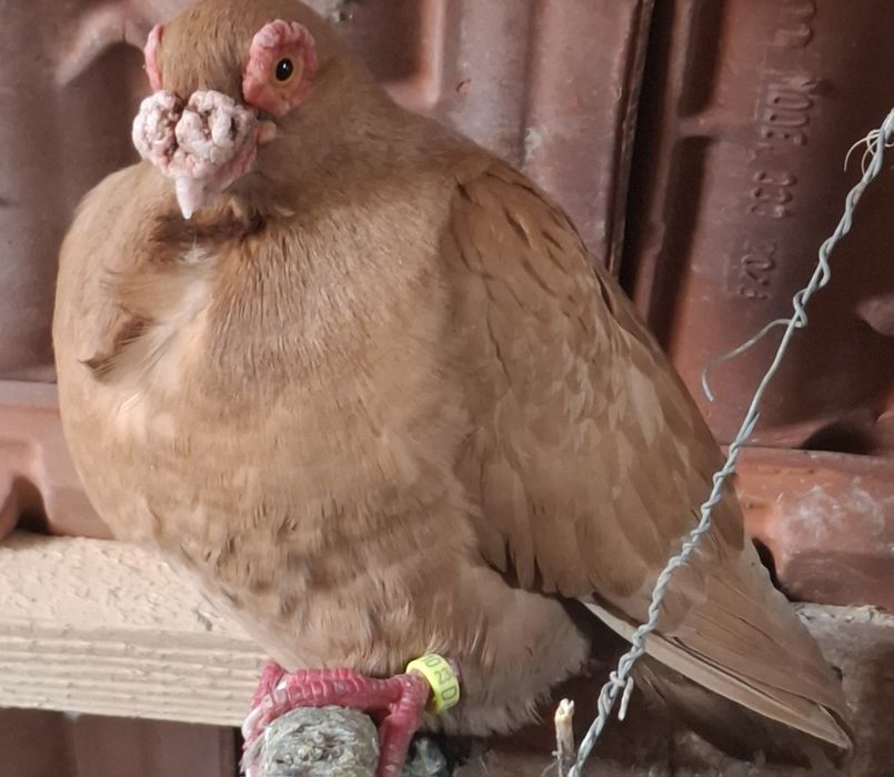 Porumbei carunculati de Oradea