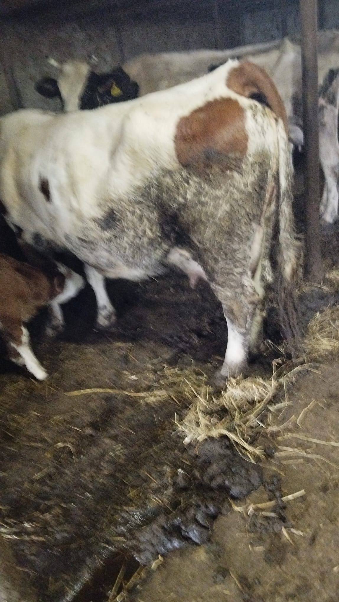 Vaca de vânzare .
