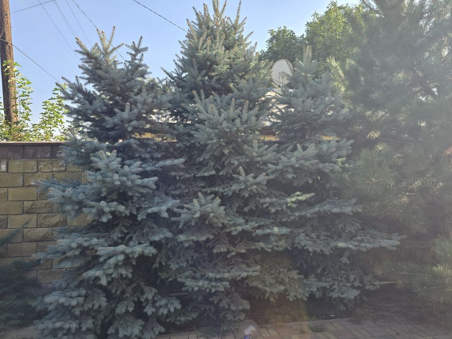 Продам голубые ели