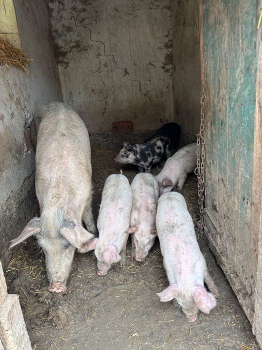 Продават се цена на лично