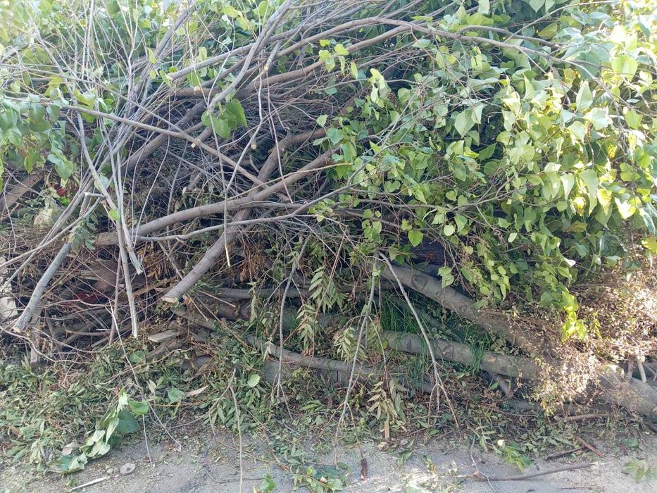 Дрова бесплатно с самовывозом