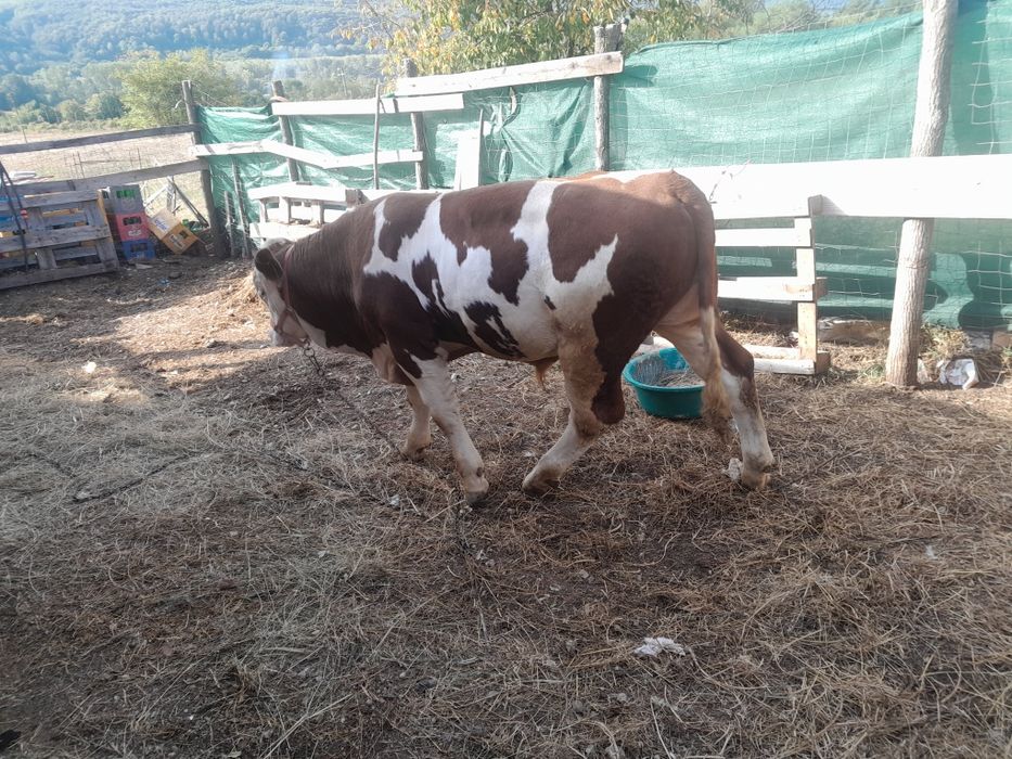 Vând tauras cu vârsta de în vârsta de 8luni ideal pentru monta