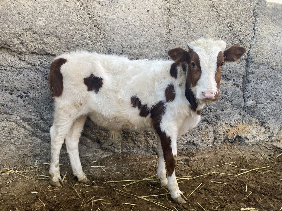 Еркек баспақ сатылады