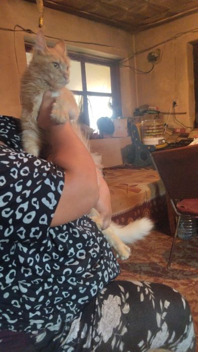 Продам котят мейн-кун