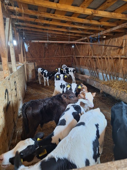 Vând tăurași intracati!!