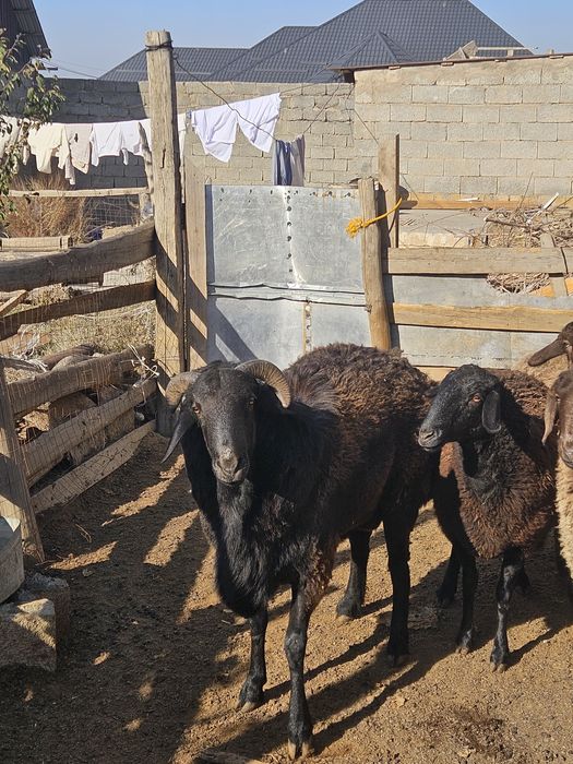 Қошқар мықты әлі жас биыл уйленген