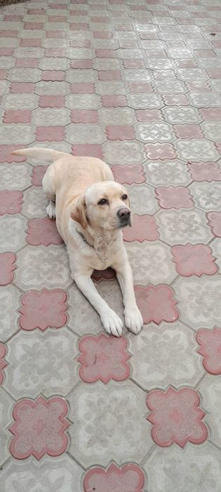 Продаётся Лабродор