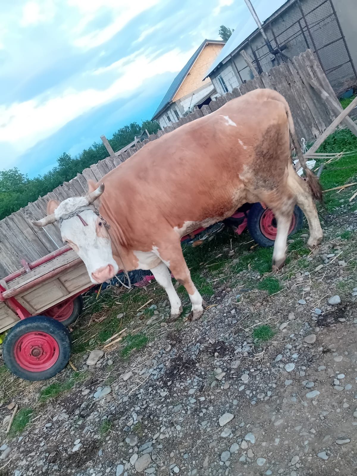 Vând o vaca și un vițel belgian