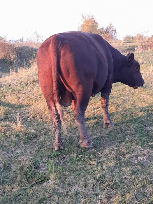 Taur angus pedigree