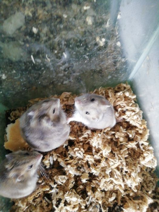 Hamsteri și alte rozatoare