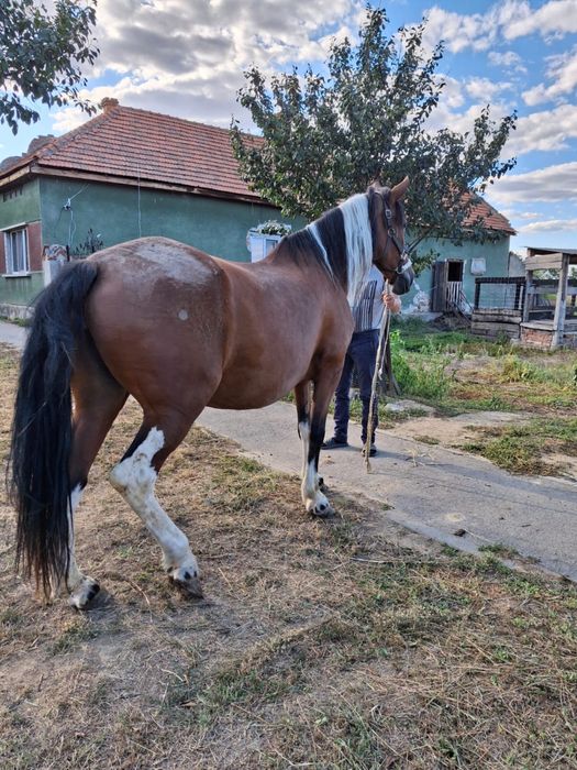 Vand iapa pinto gestanta