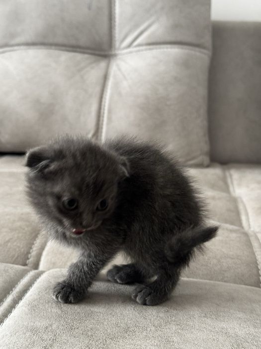 Mushuk sotiladi 35 kunlik