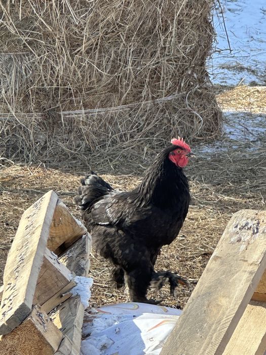 Петухи.         .