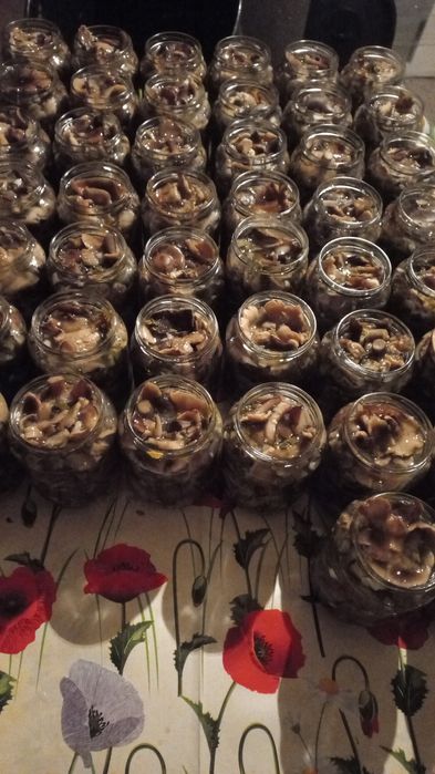 Ghebe murate in otet!