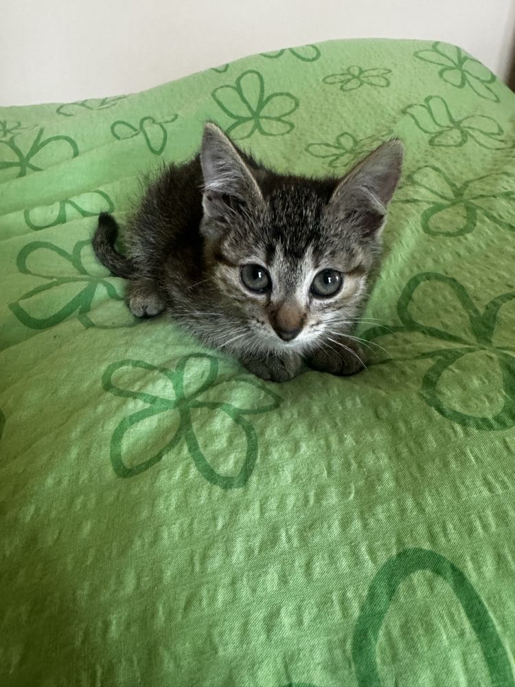 Котенок ищет любящий дом