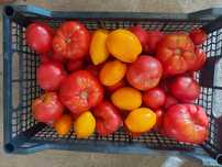 Помидоры дачные продам