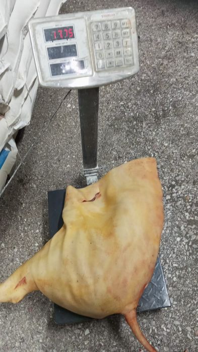 Продам мясо молодой свинины.