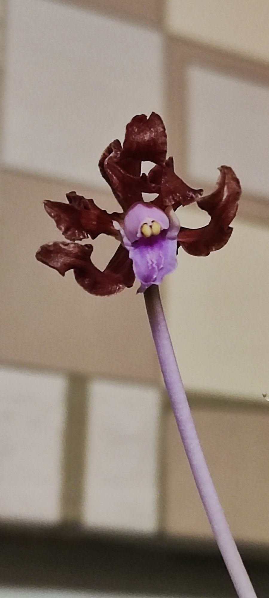 Орхидея Шомбургия