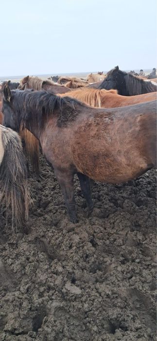 Продам жеребую кобылу 5 летку