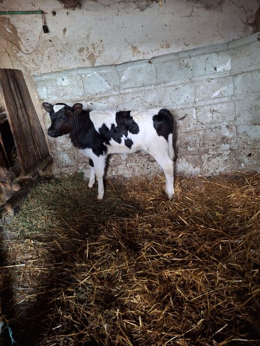 Vând vacă românească