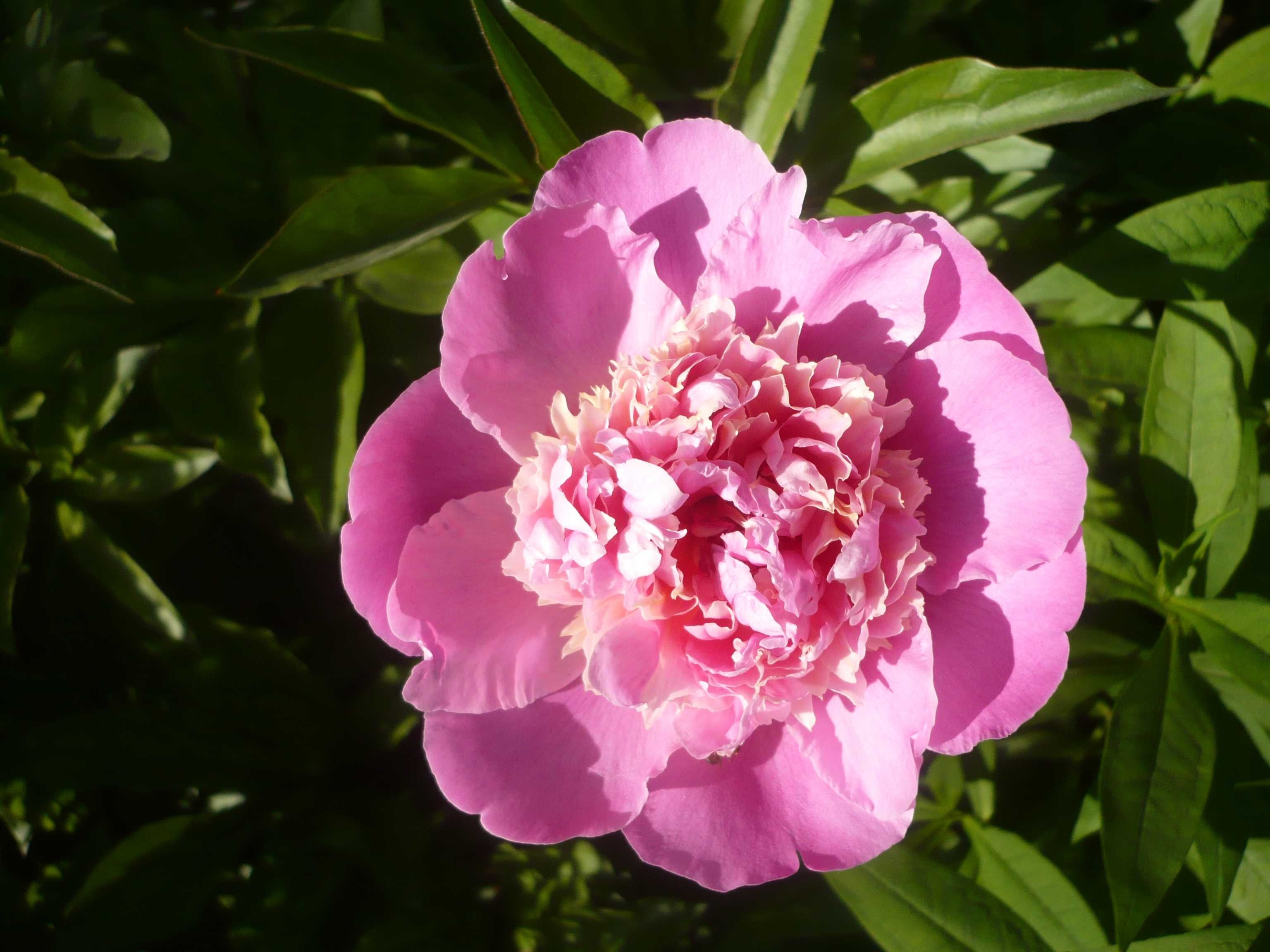 Розовый пион: Высушенные лепестки цветов