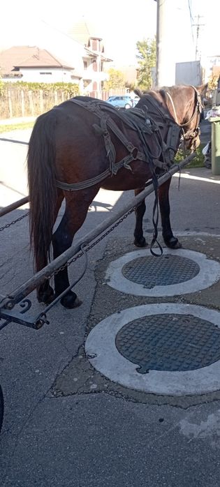 Animalele domestice cai